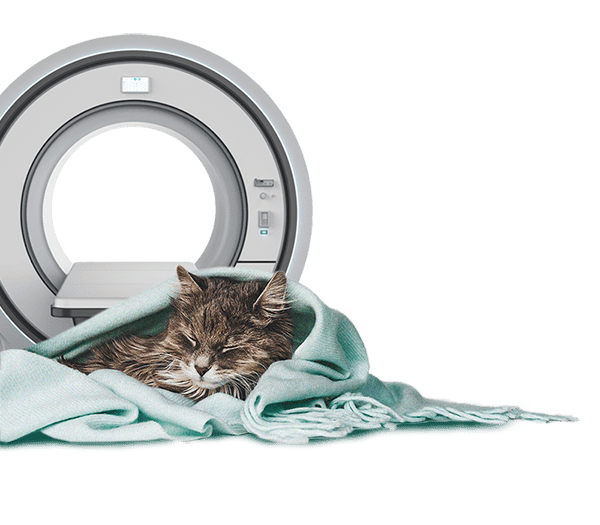 Blanket Cat Tech