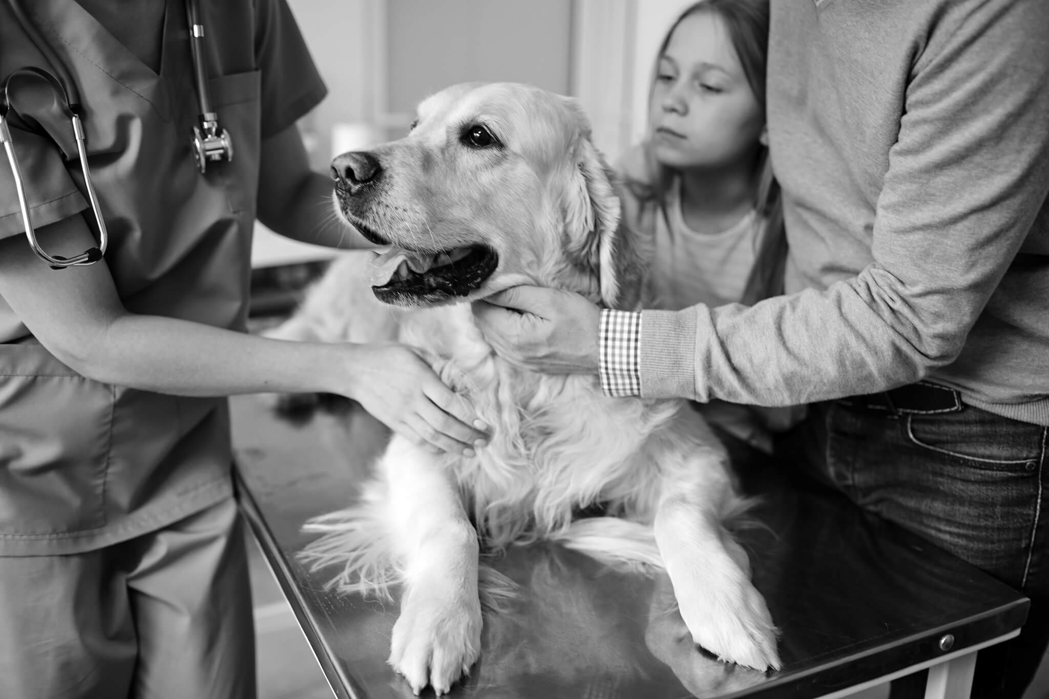 Vet Tending To Golden Retriever