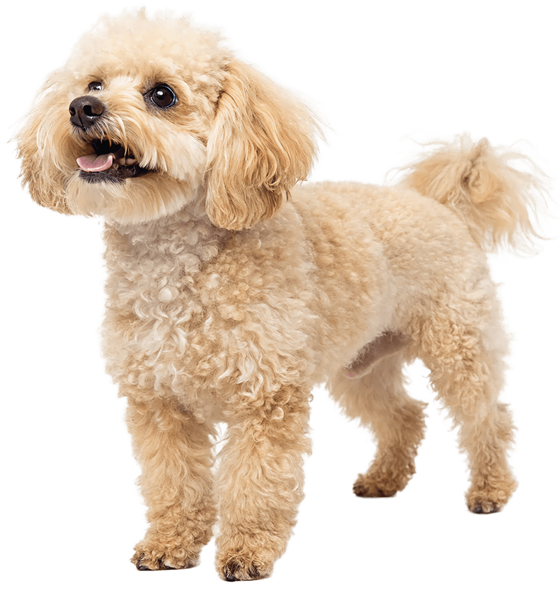 Small Fluffy Dog
