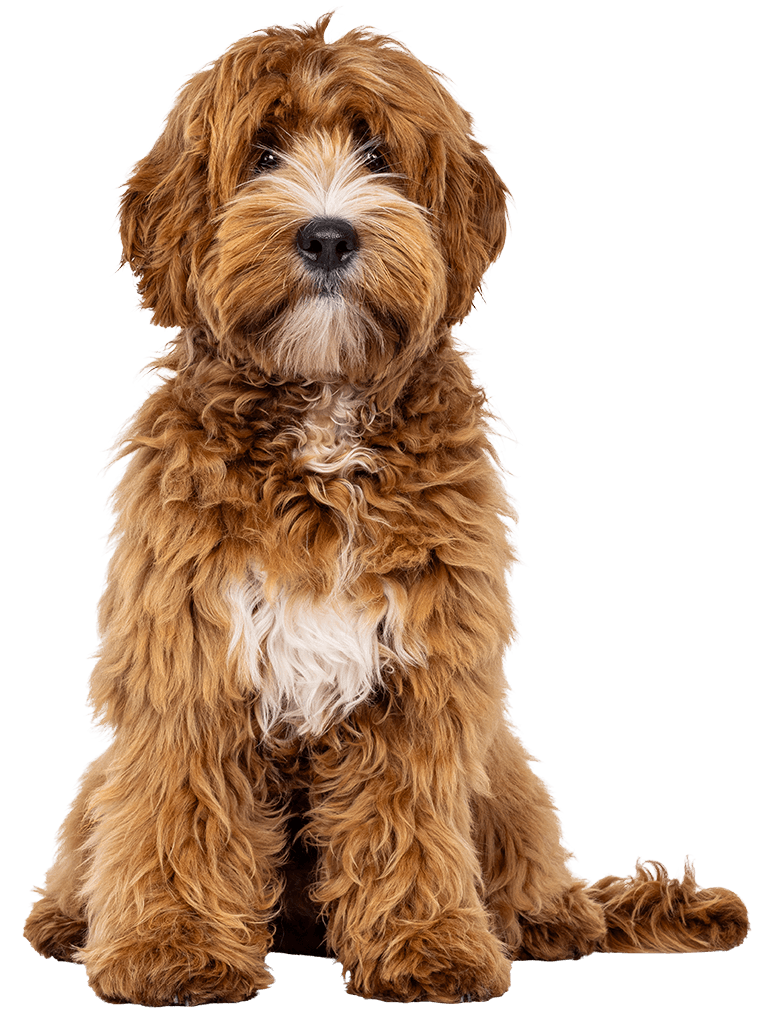 brown shaggy dog sitting and facing camera