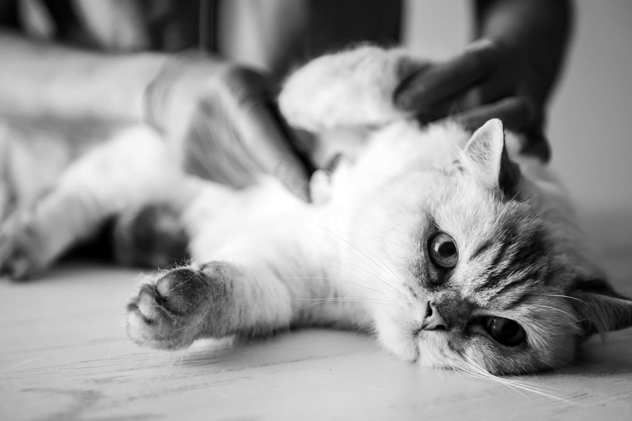 white cat on exam table being examined