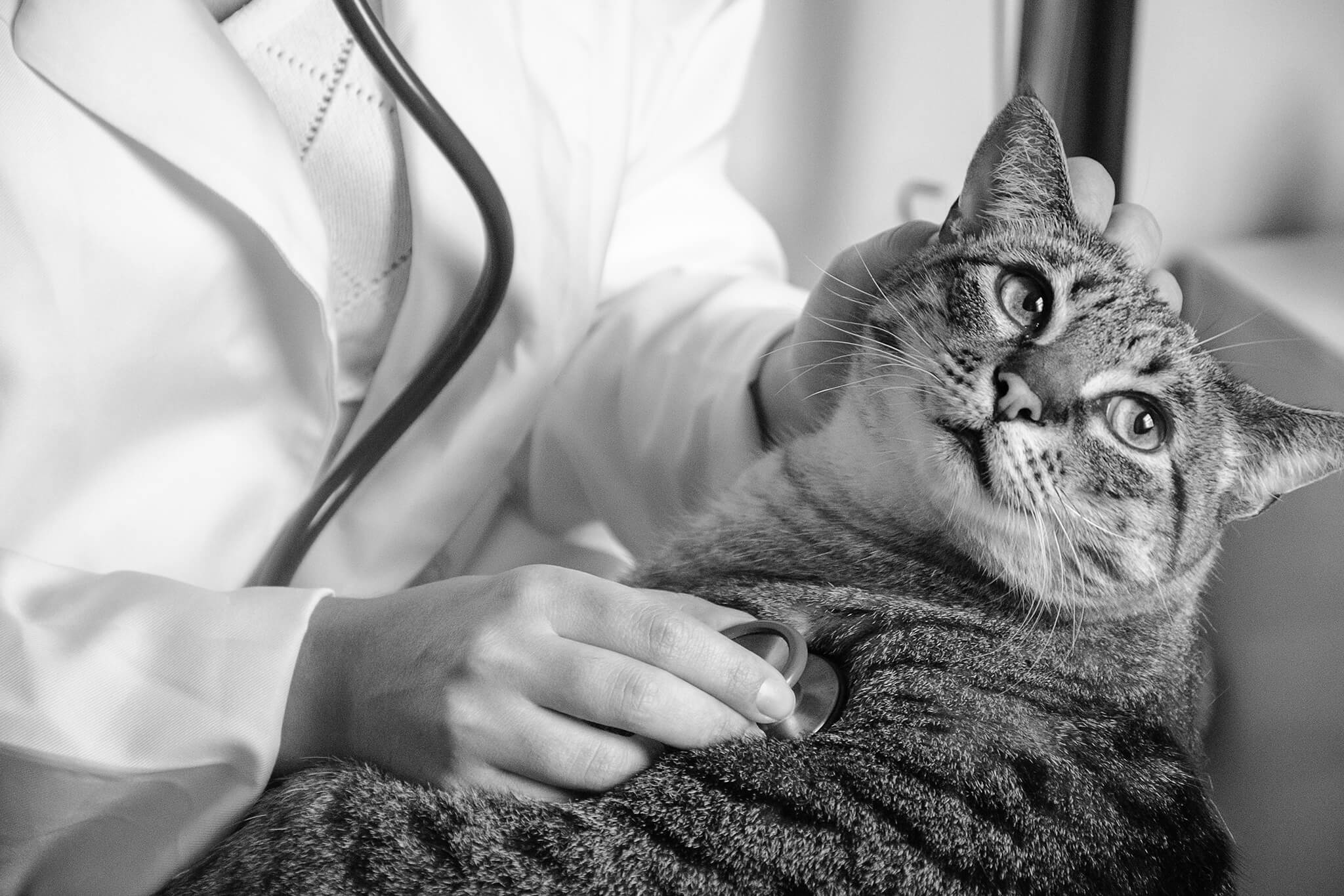 closeup of vet using stethoscope on cat