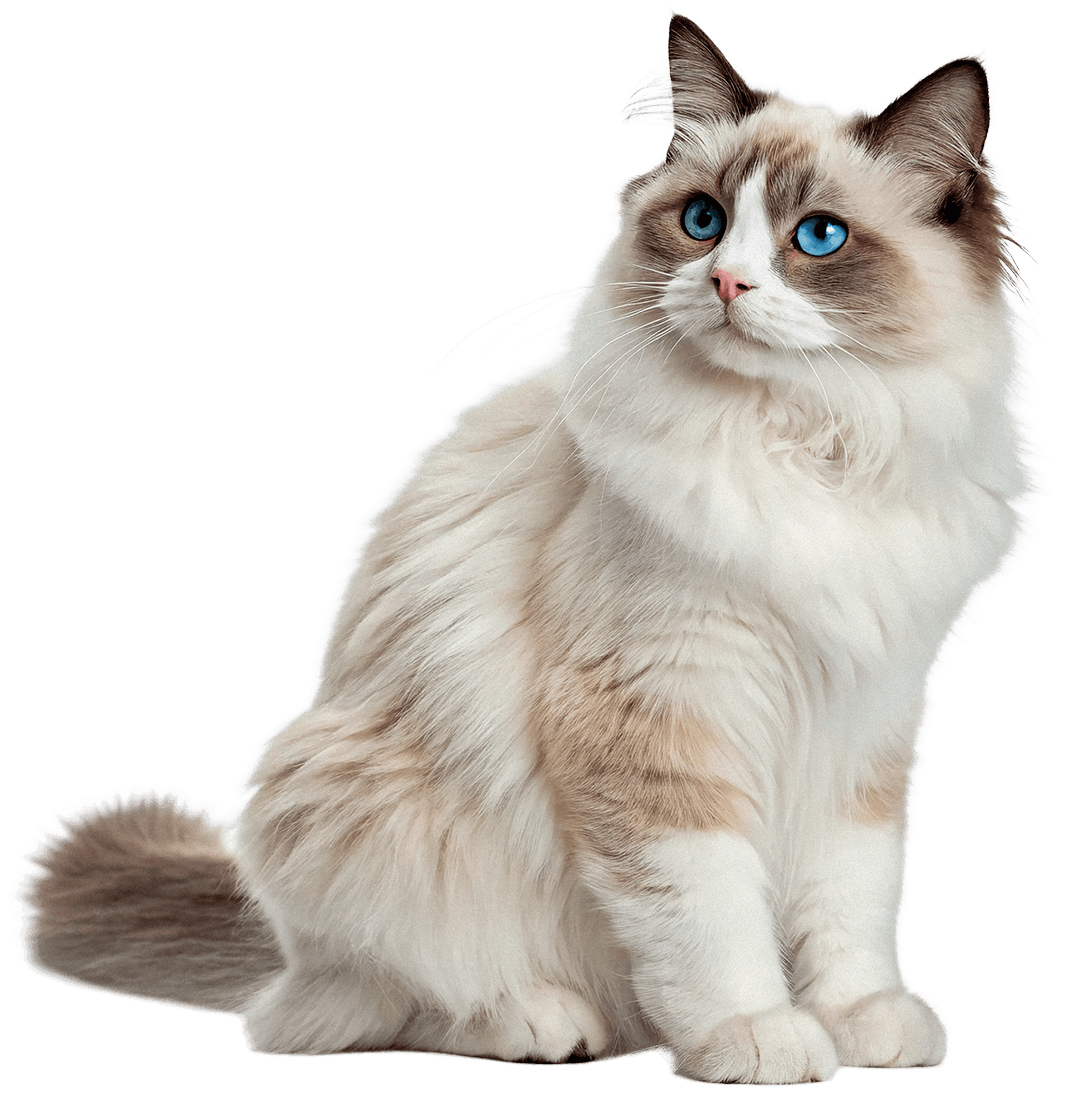 fuzzy white and tan cat with blue eyes
