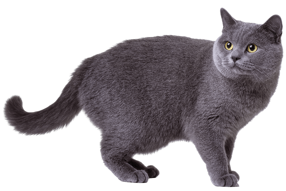 side profile of gray at with yellow eyes standing