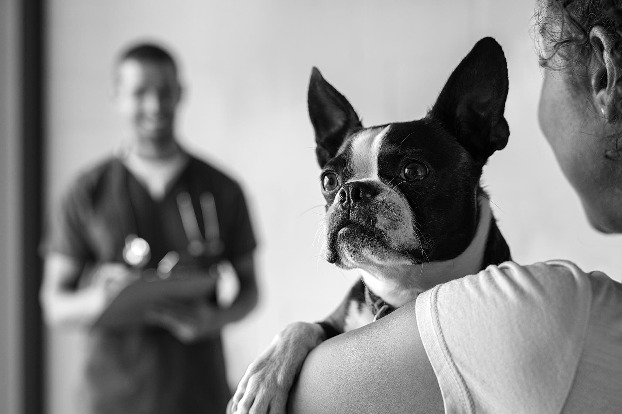 female pet owner holding black and white boston terrior dog while at vet