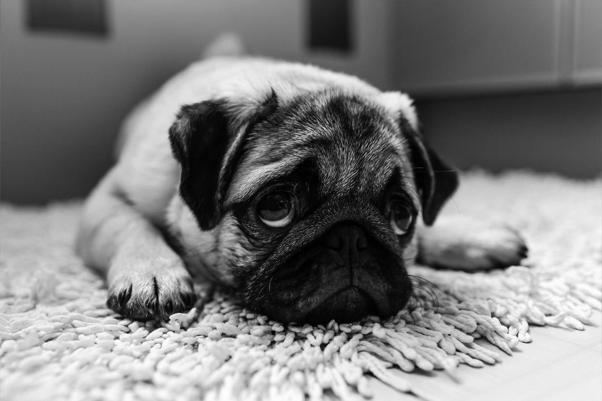 closeup of sad pug laying on rug