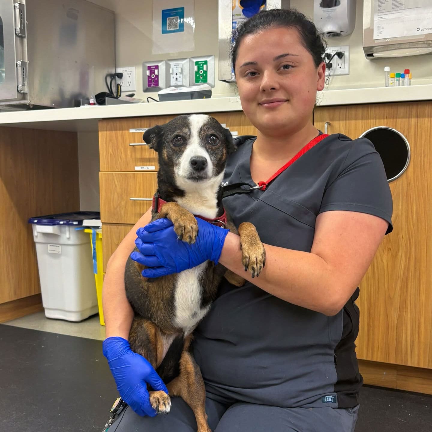 female veterinary technician kneeling on the floor and holding a small dog