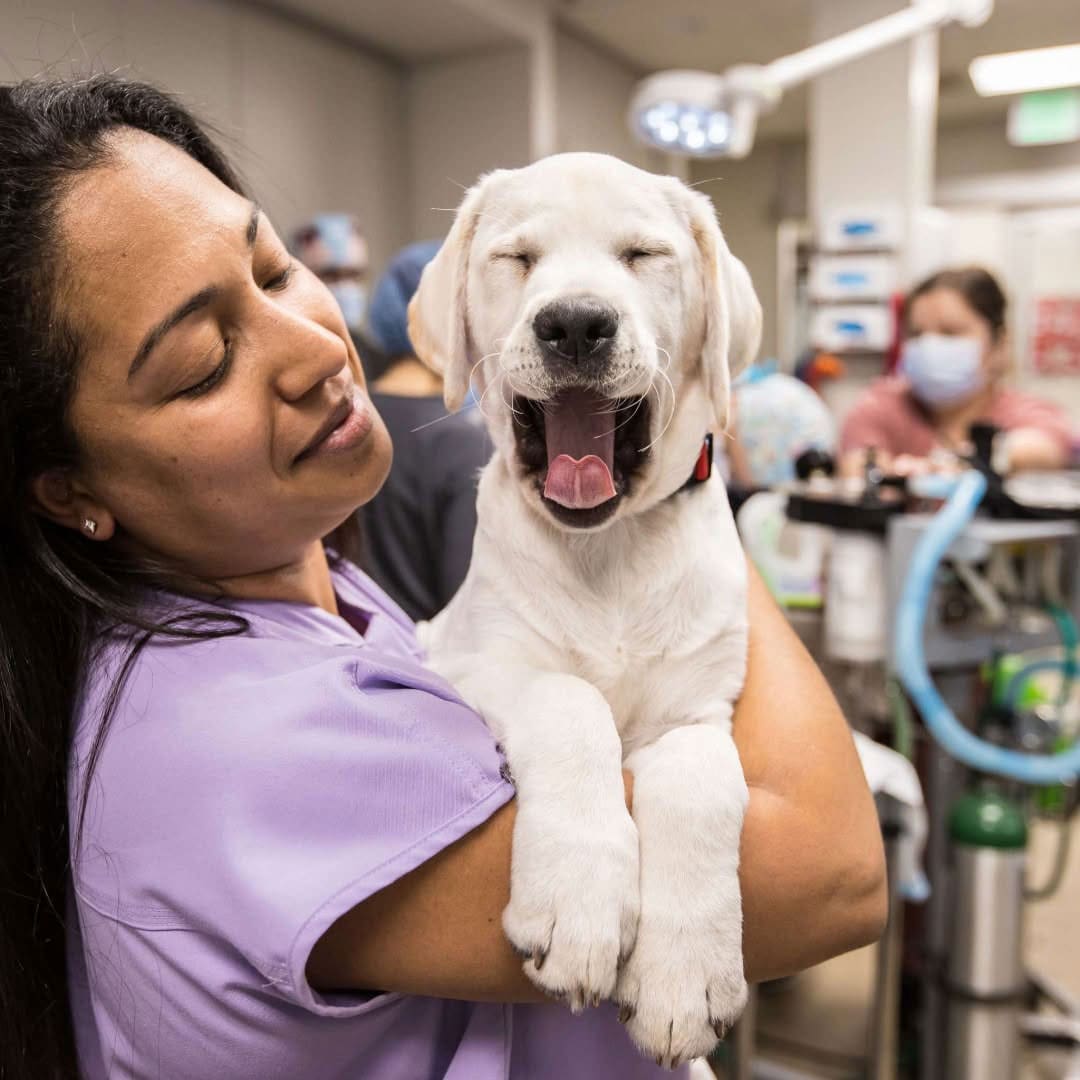 smiling female veterinary team member holding a yawning puppy