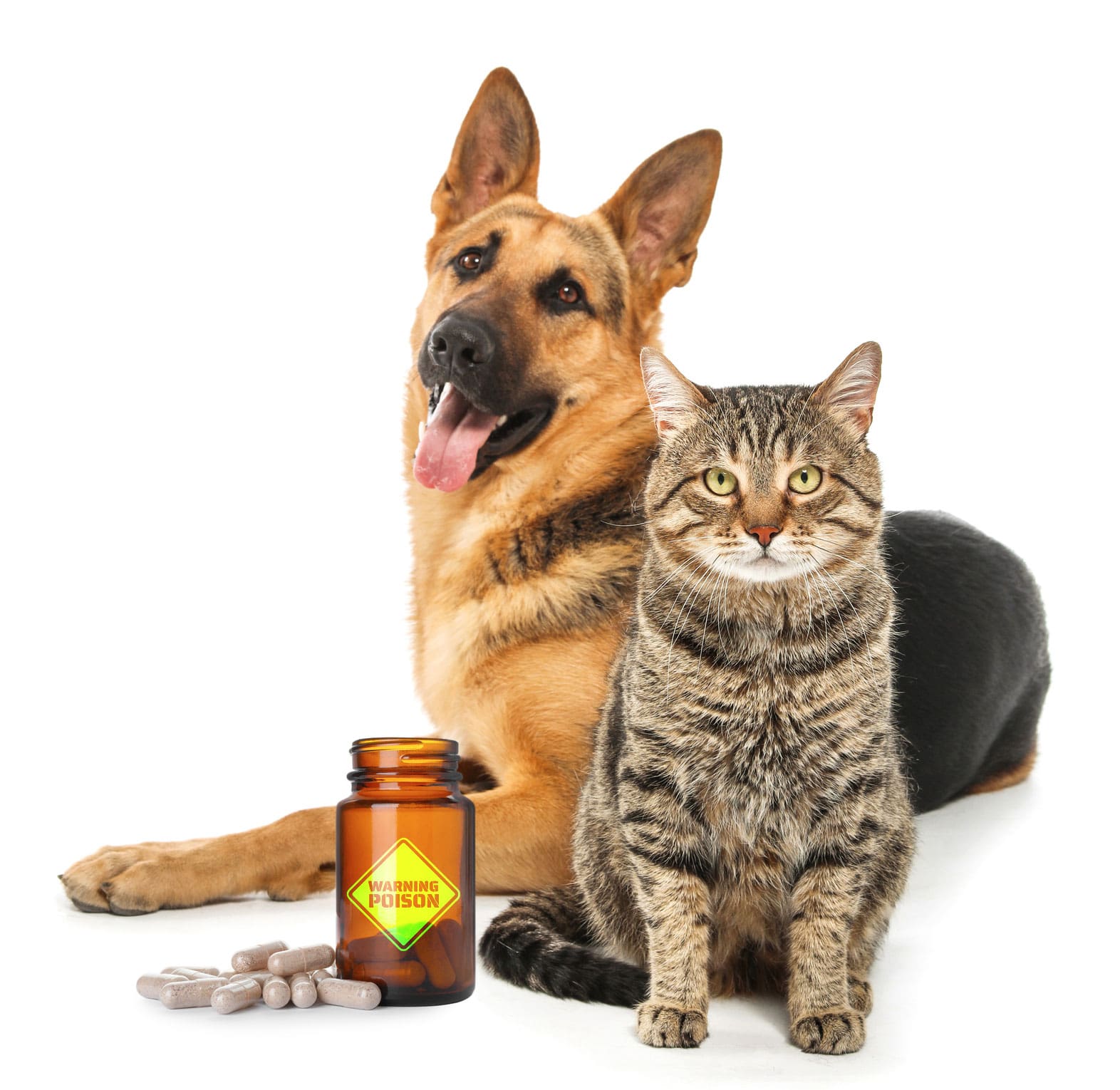 cat and dog sitting next to dietary supplements on white background