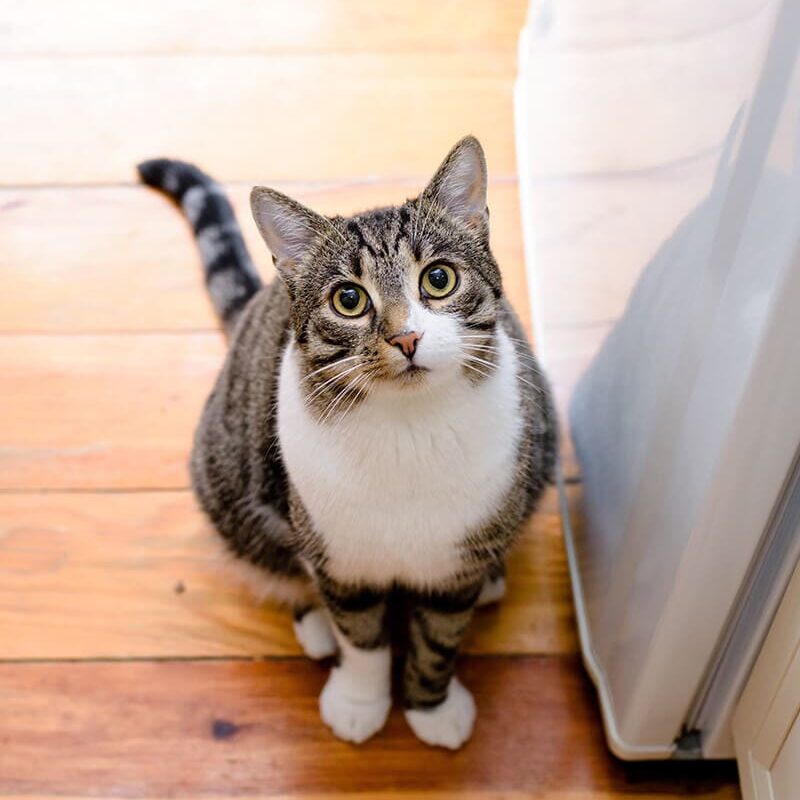 Cat Looking Up
