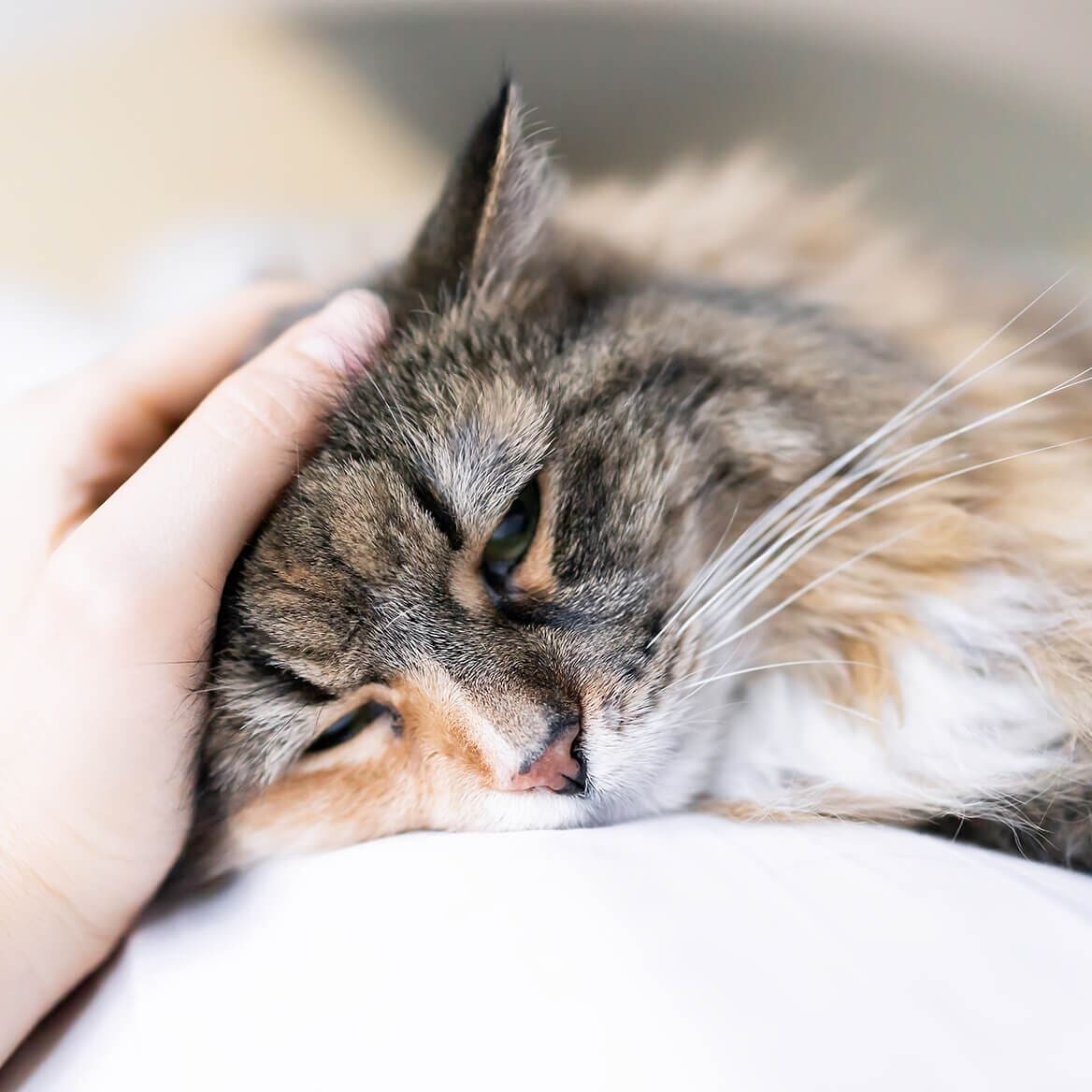sad furry cat getting head rubs