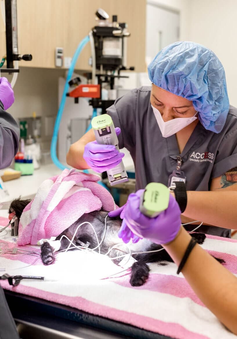 Scrubbed Vet Doing Procedure