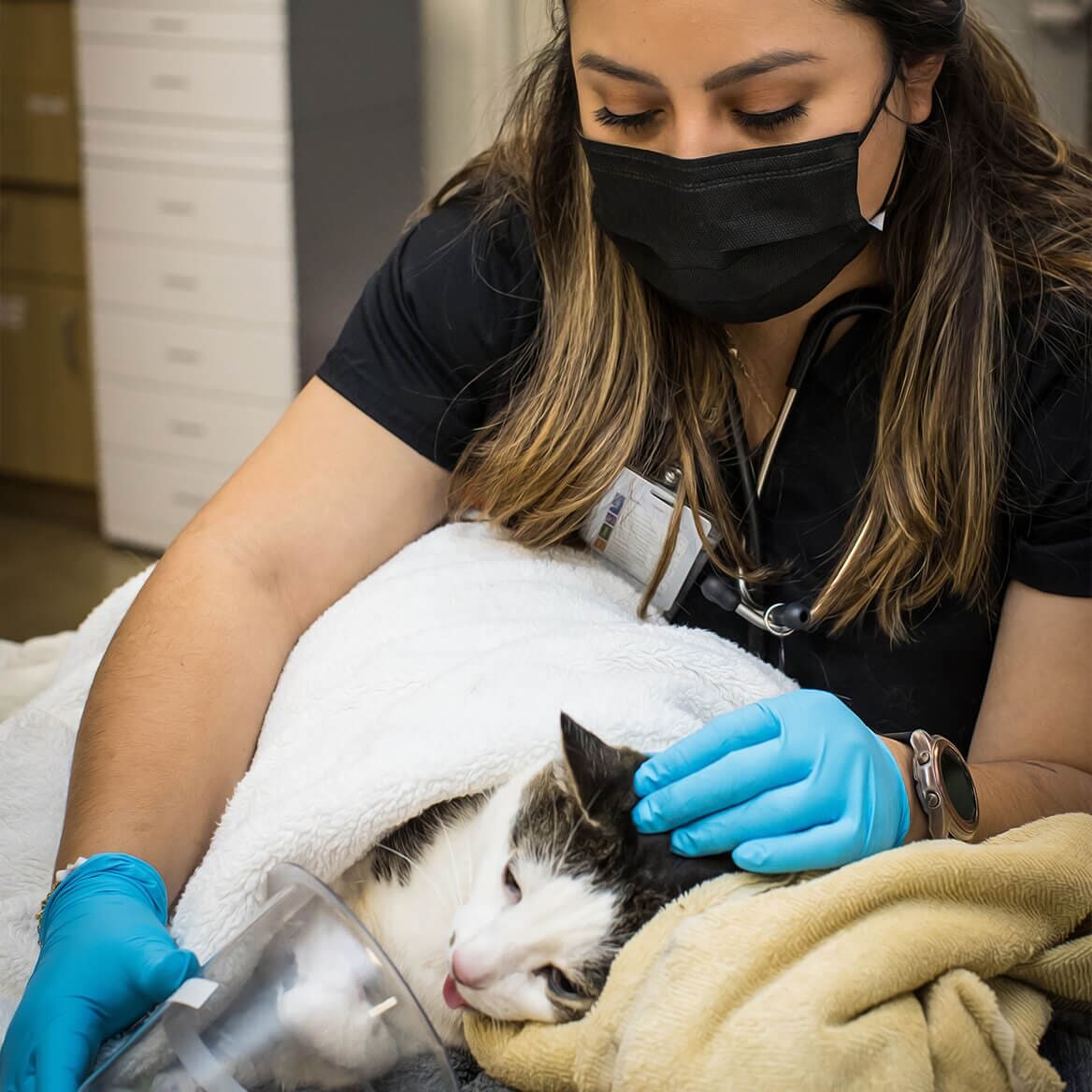 tech helping a cat on oxygen