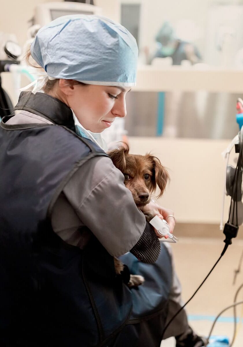 female vet tech in scrubs holding small brown puppy
