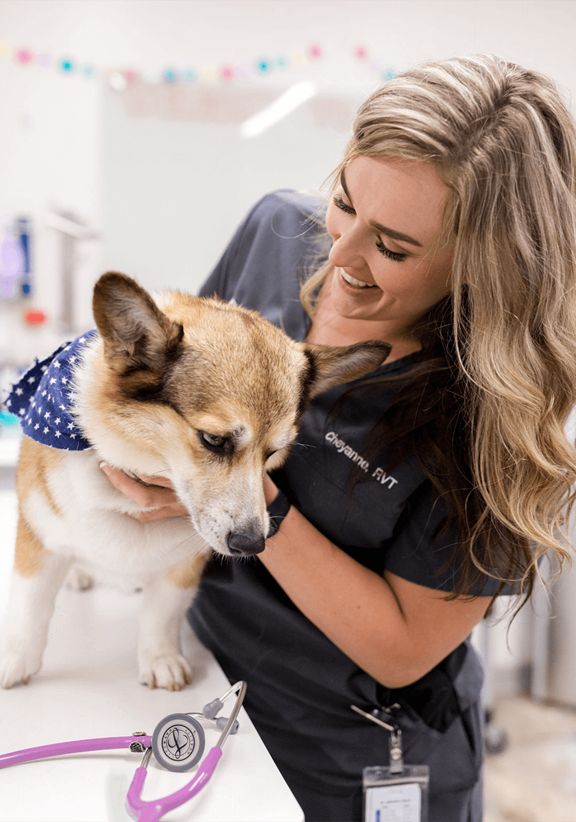 female vet tech with tan dog in exam area